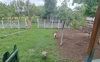 VANZARE CASA | TEREN 2.500 MP | LIVADA SI GRADINA | COMUNA BEUCA, TELEORMAN - Poză 6