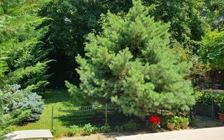 Vila 4 Camere Baneasa - Liceul Francez - - Poză 2