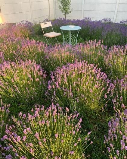 Casa individuala | Curte generoasa | Tunari | Teren 321 mp | Mobilata complet - Poză 3