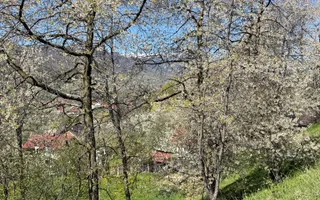 Teren 2500 mp Sohodol - Poză 14