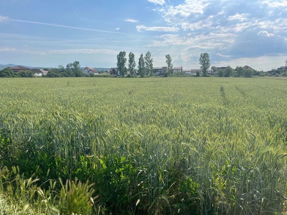 🏡 TEREN INTRAVILAN DE VÂNZARE – PIANU DE JOS, ALBA | 1.450 MP - Poză 2