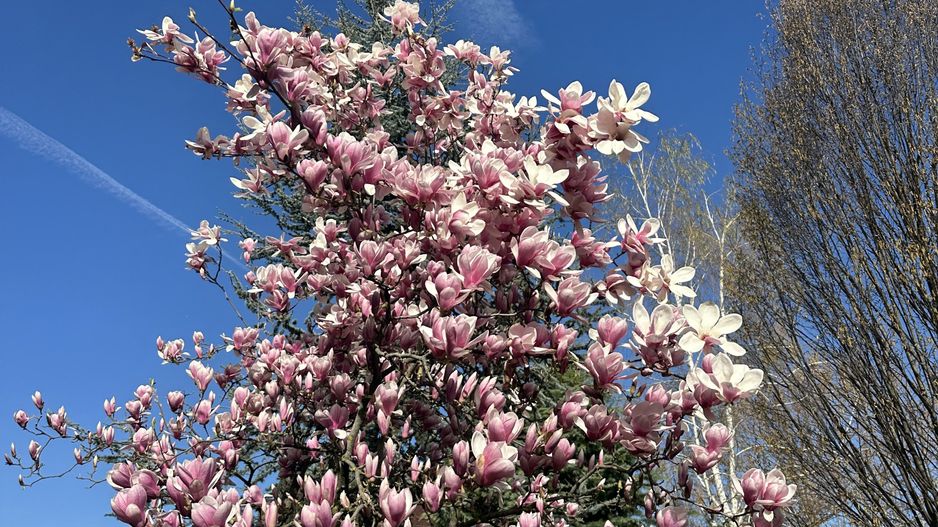 Iancu Nicolae- Vilă impresionantă-8 camere si 772 mp teren- comision 0 - Poză 9