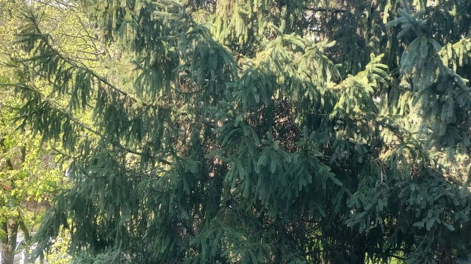 Apartament 4 camere. Zona Covasna. Intre Bld. Obregia si Bld. Brancoveanu. - Poză 5