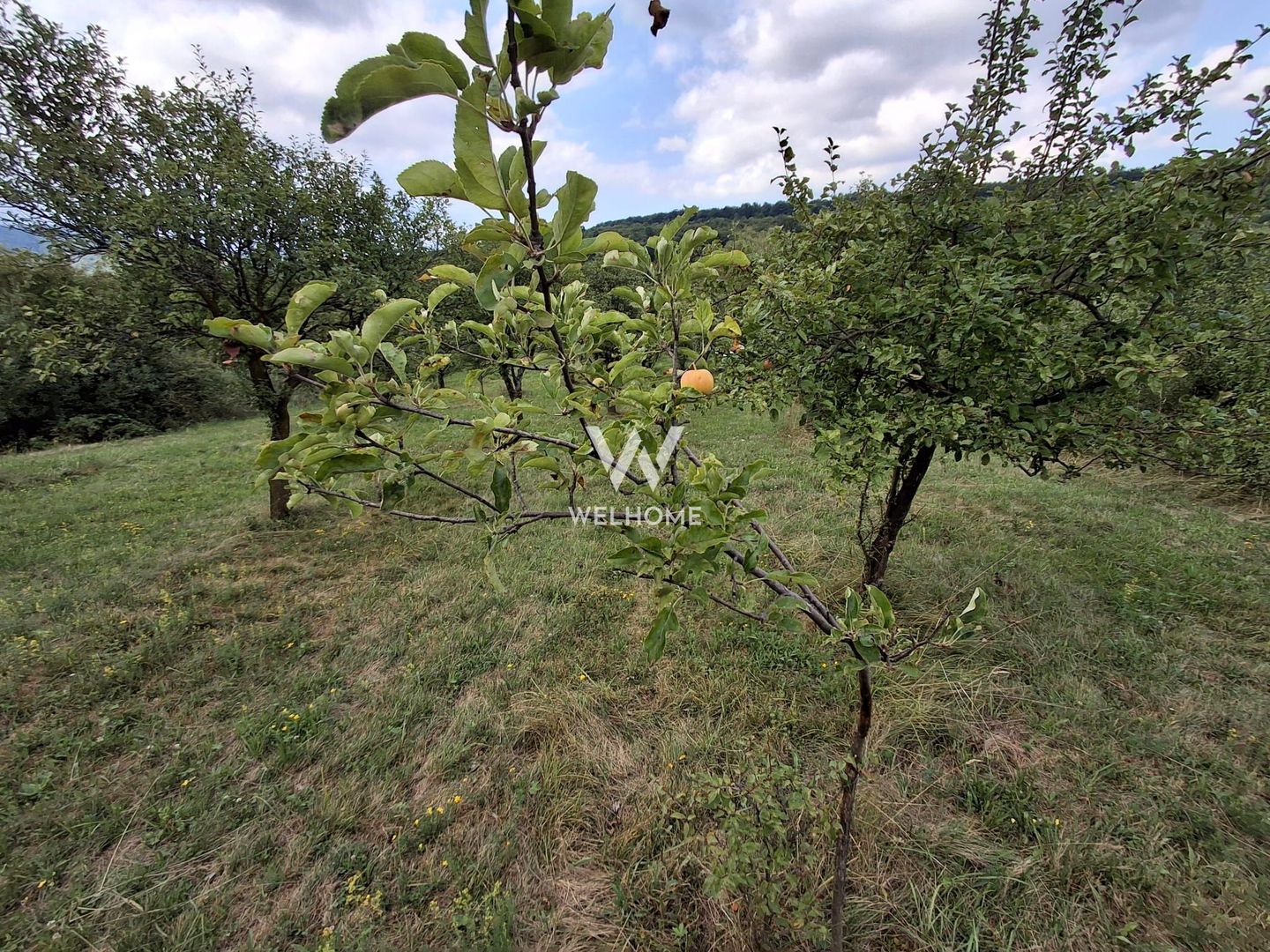 De vânzare teren extravilan în Sibiel, jud. Sibiu – 3223 mp - Poză 2