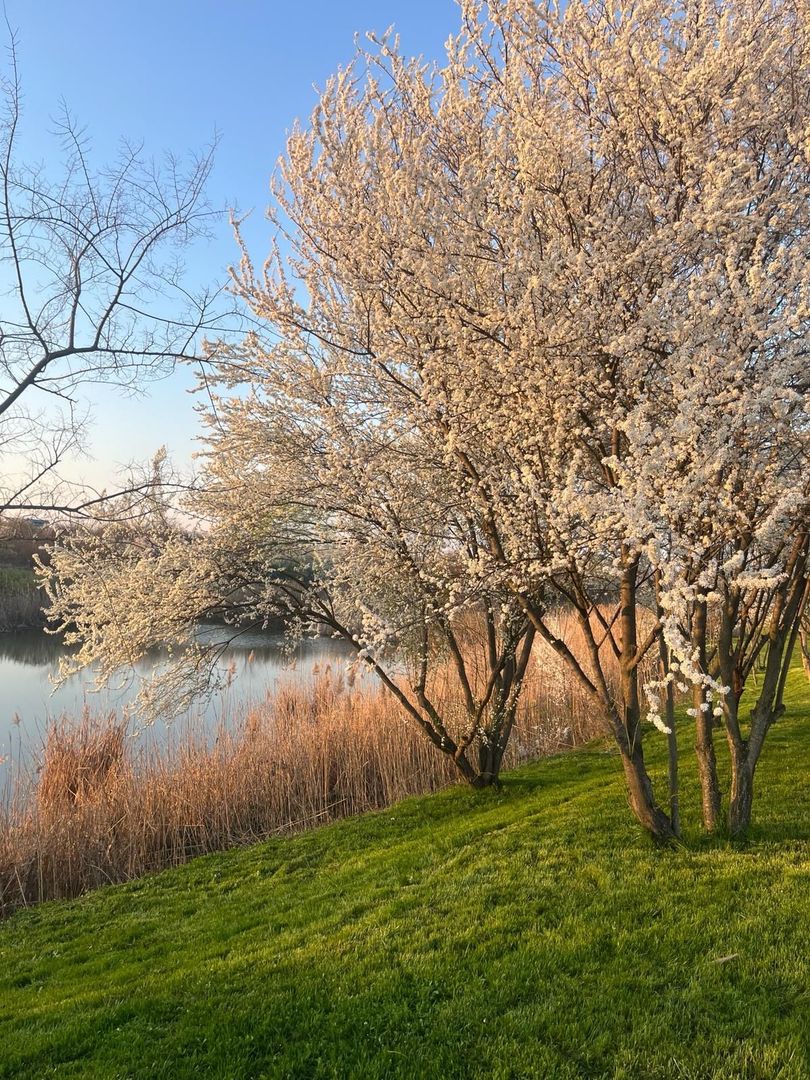 Vila 6 camere / Townhouse Avalon Estate - Poză 37