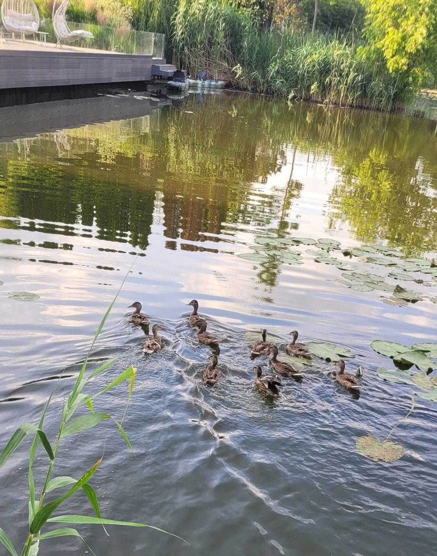 Vila cu ponton de inchiriat | Lacul Snagov - Poză 2