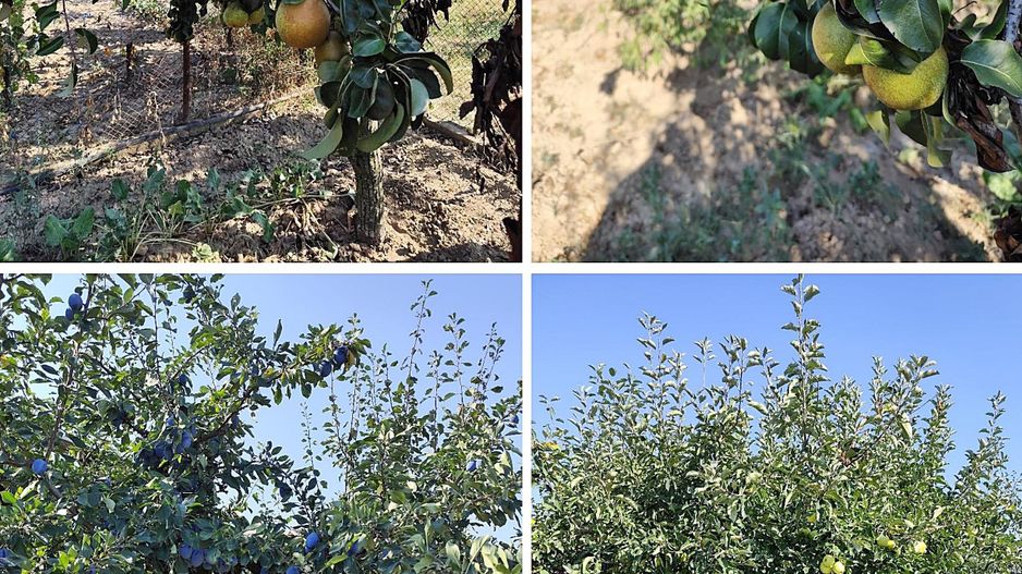 Casa la tara in Sacadat, Bihor, teren 2826 mp, acces auto - Vanzare - Poză 20