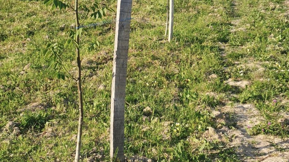 Teren cu o priveliste superba langa padure - Poză 8