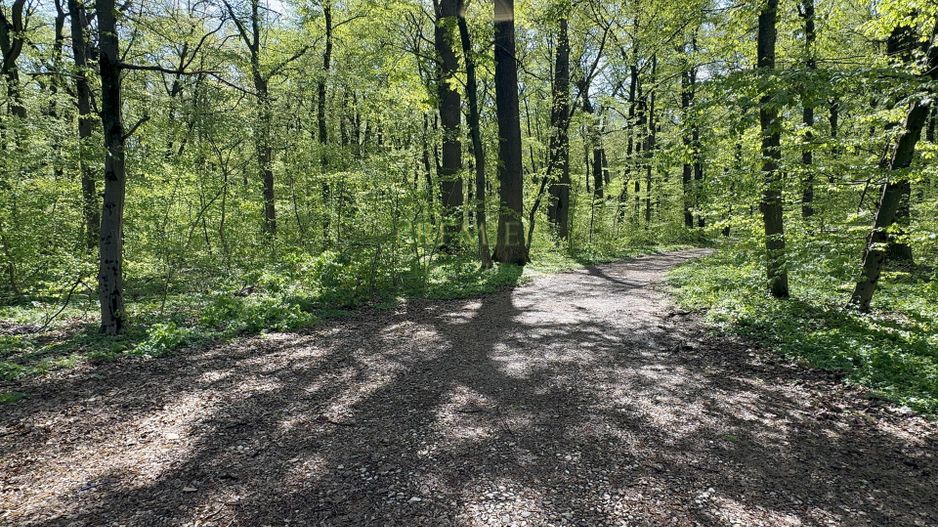 TEREN 7000 MP| DESCHIDERE 40 ML | INTRAVILAN-PADURE | POT 5% | TEREN UNIC | - Poză 3