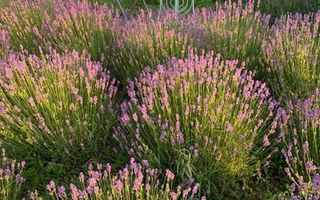 Casa individuala | Curte generoasa | Tunari | Teren 321 mp | Mobilata complet - Poză 2