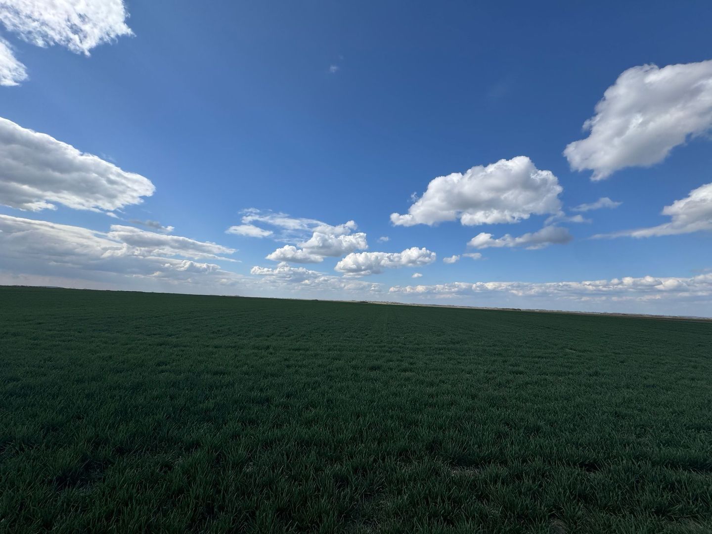 Teren extravilan 17700mp Biharia - Poză 5