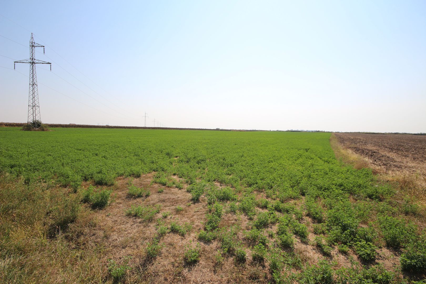 Teren arabil 3 ha - Sacalaz - Poză 2