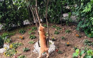 2 camere parter - acces gradina Floreasca - Garibaldi - Verdi - Poză 13