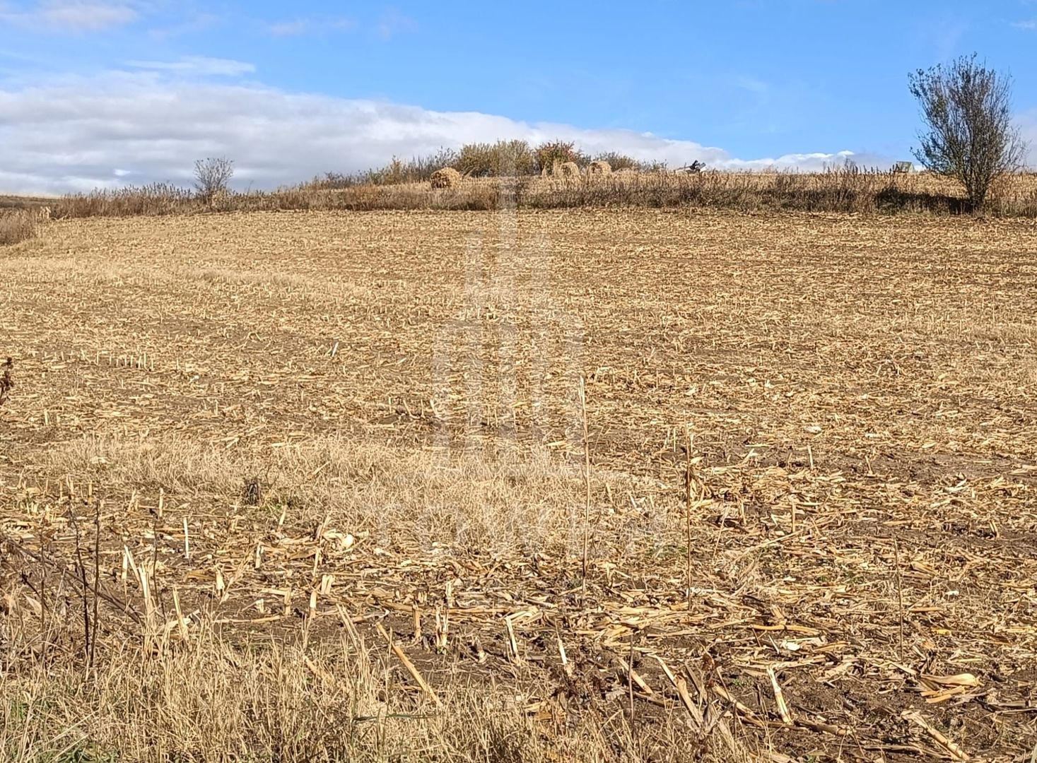 Teren extravilan in Sura Mare - Poză 2