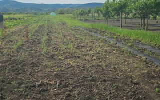 Teren intravilan de vânzare | Râmnicu Vâlcea | 2.800 mp - Poză 8