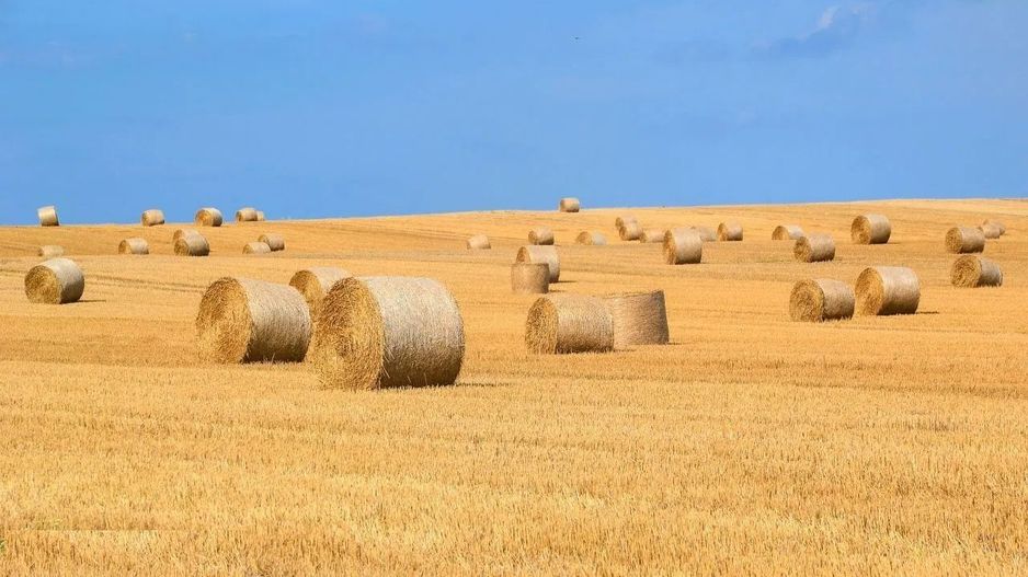 1.835 ha Fermă operațională și teren agricol (Vestul României) - Poză 2