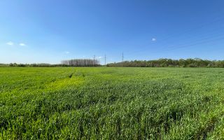 Teren agricol de 24 ari în Ghidighici – aproape de pădure, potrivit pentru investiție sau activitate agricolă - Poză 2