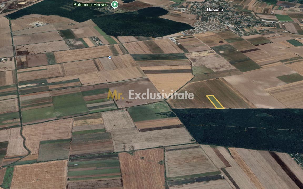 Teren mare Dascalu / Ilfov – lângă A0, deschidere la pădure - Poză 1
