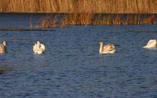Reședință exclusivistă cu deschidere la Lacul Scroviștea - Poză 10