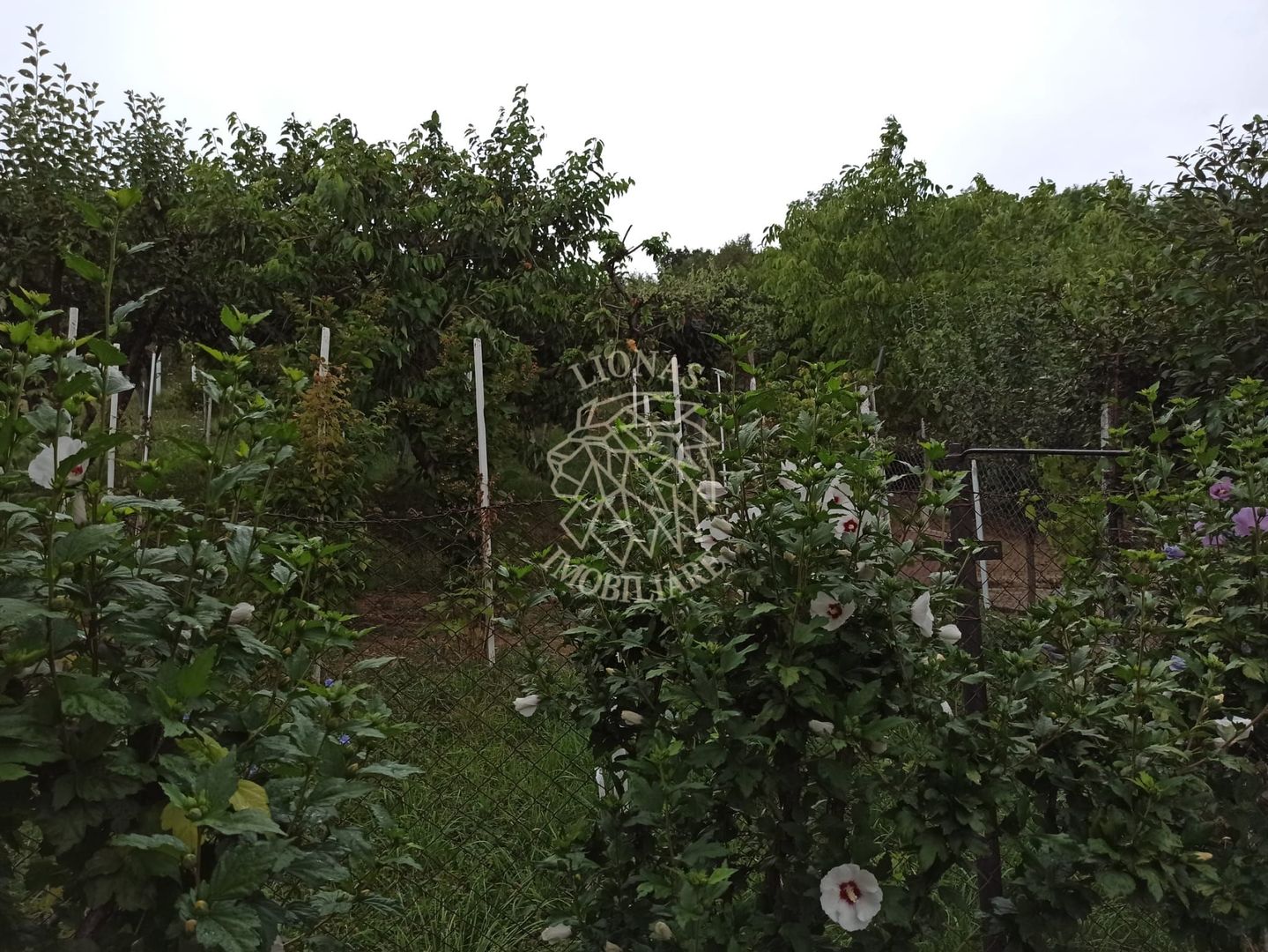 Casa 190 mp-teren 1860 mp-garaj-curte amenajata-Valea Sigmirului - Poză 9