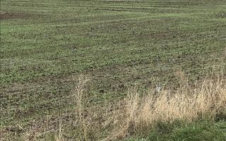 CORBU spre plaja Corbu, teren intravilan 965 mp. ideal constructii - Poză 15