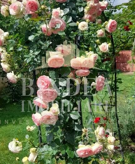 Casa individuala Central pozitionata in Dumbravita0 1147mp teren - Poză 9