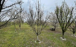 Teren Intravilan I 24 Ari I Suceava/Lisaura 10.000E/Ar - Poză 24