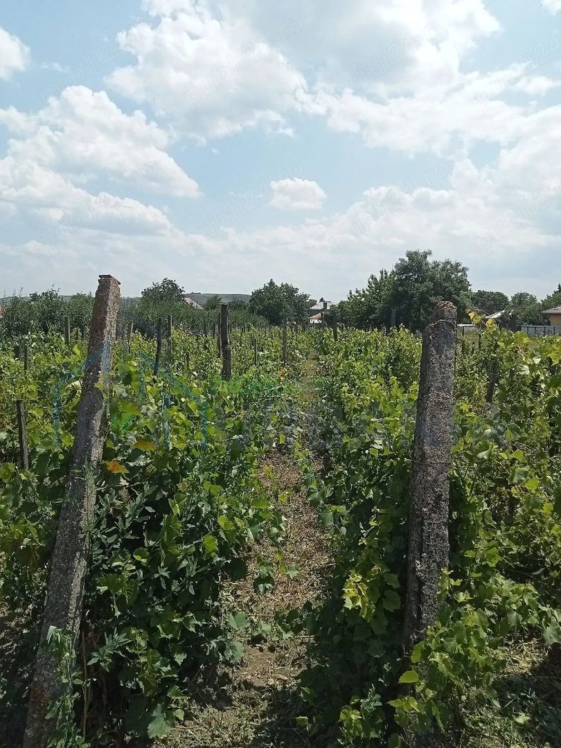 Teren intravilan de vânzare în Războieni, comuna Ion Neculce, Iași - Poză 5