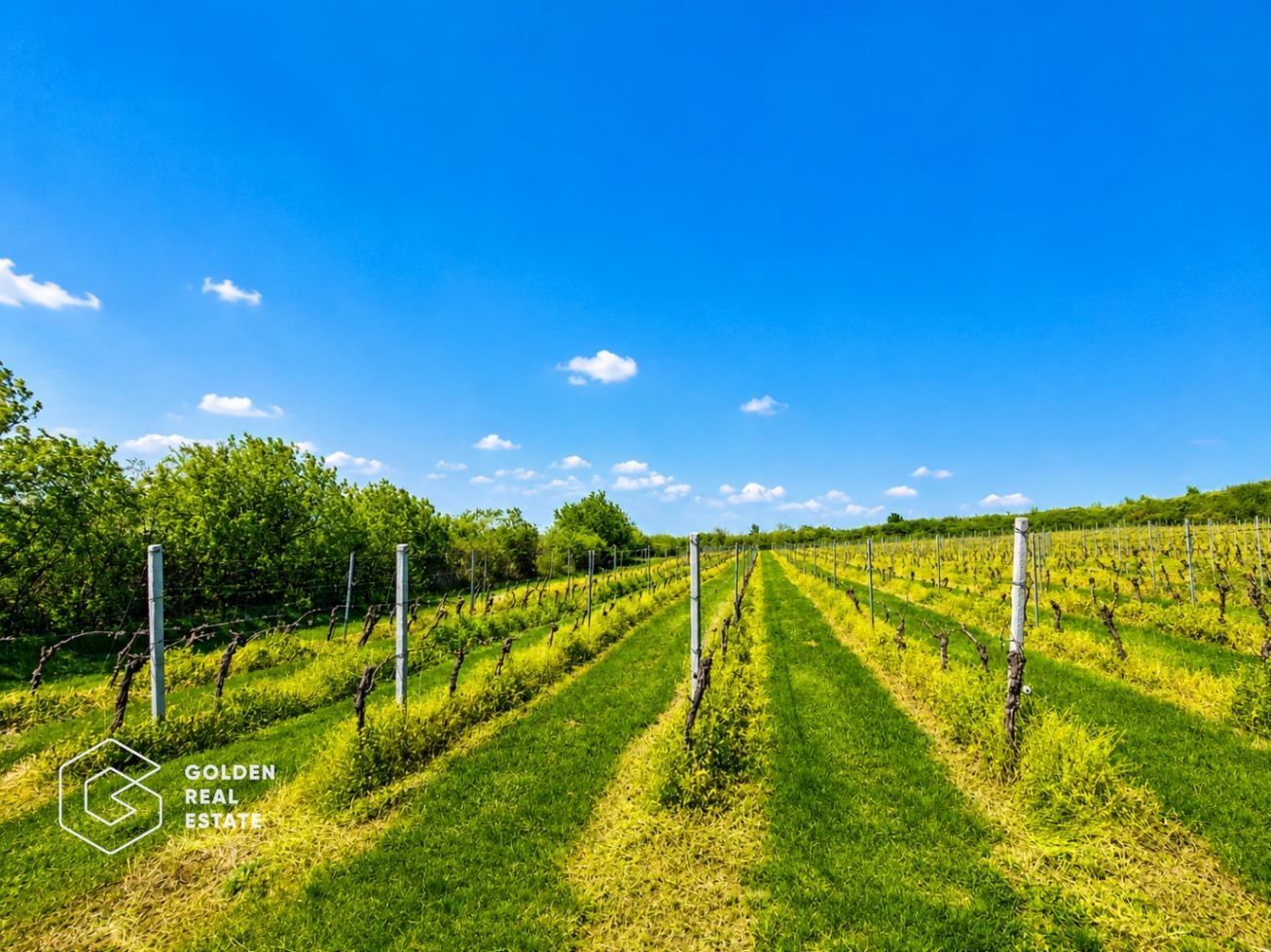 1,35 hectare vie pe rod (Cabernet si Merlot), Siria - Poză 1