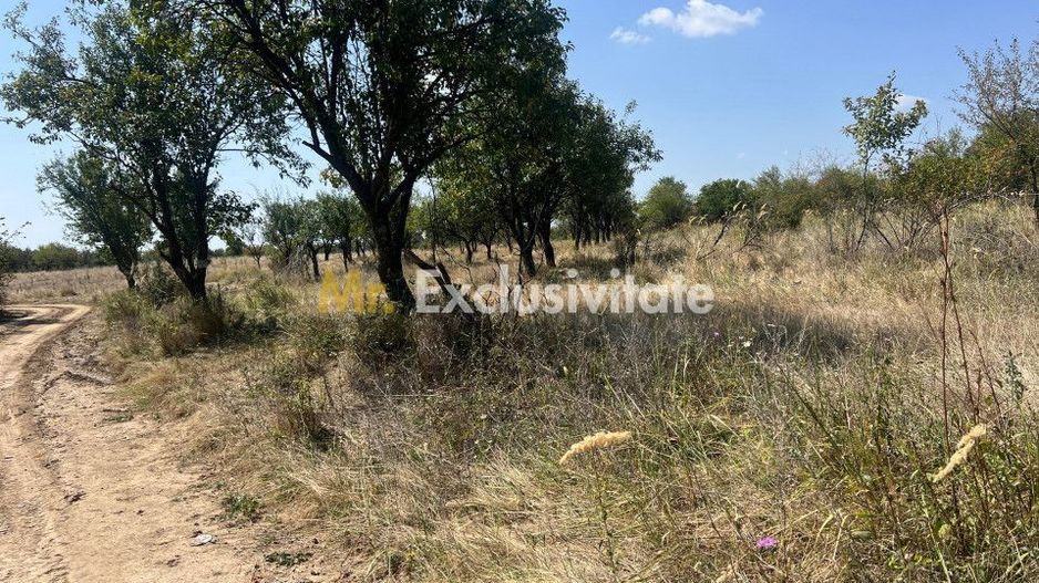 Teren intravilan 5744 mp Mosoaia-Prunilor - Poză 2