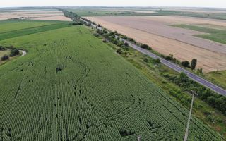 Vand Teren Extravilan Becicherecu Mic(zona industriala) 18.000mp,Utilitati - Poză 4