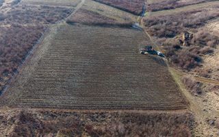 Vita-de-vie Premium  teren de 6800 mp în Covăsinț - Poză 16