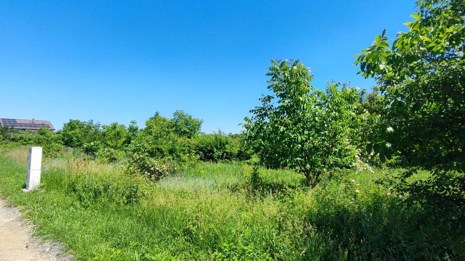 Lot pentru două case – Corbeanca Tamași - Poză 15