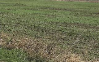 CORBU spre plaja Corbu, teren intravilan 965 mp. ideal constructii - Poză 14