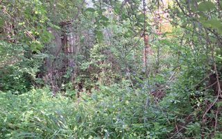 Casă cu 3 camere și teren generos, în Andrei Mureșanu - Poză 10