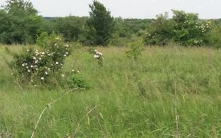 Teren Buftea cu iesire la lac - Poză 21