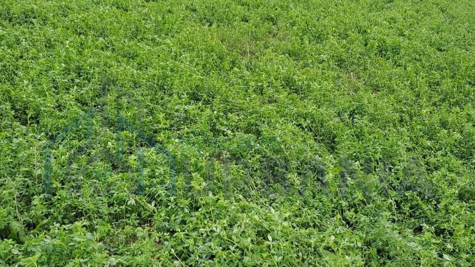 De vanzare teren intravilan Miroslava [Iasi] - Poză 4