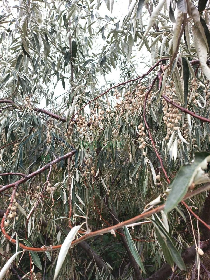 Teren 3,3 ha pentru viață la natură – livadă, liniște, Strunga Iași - Poză 8