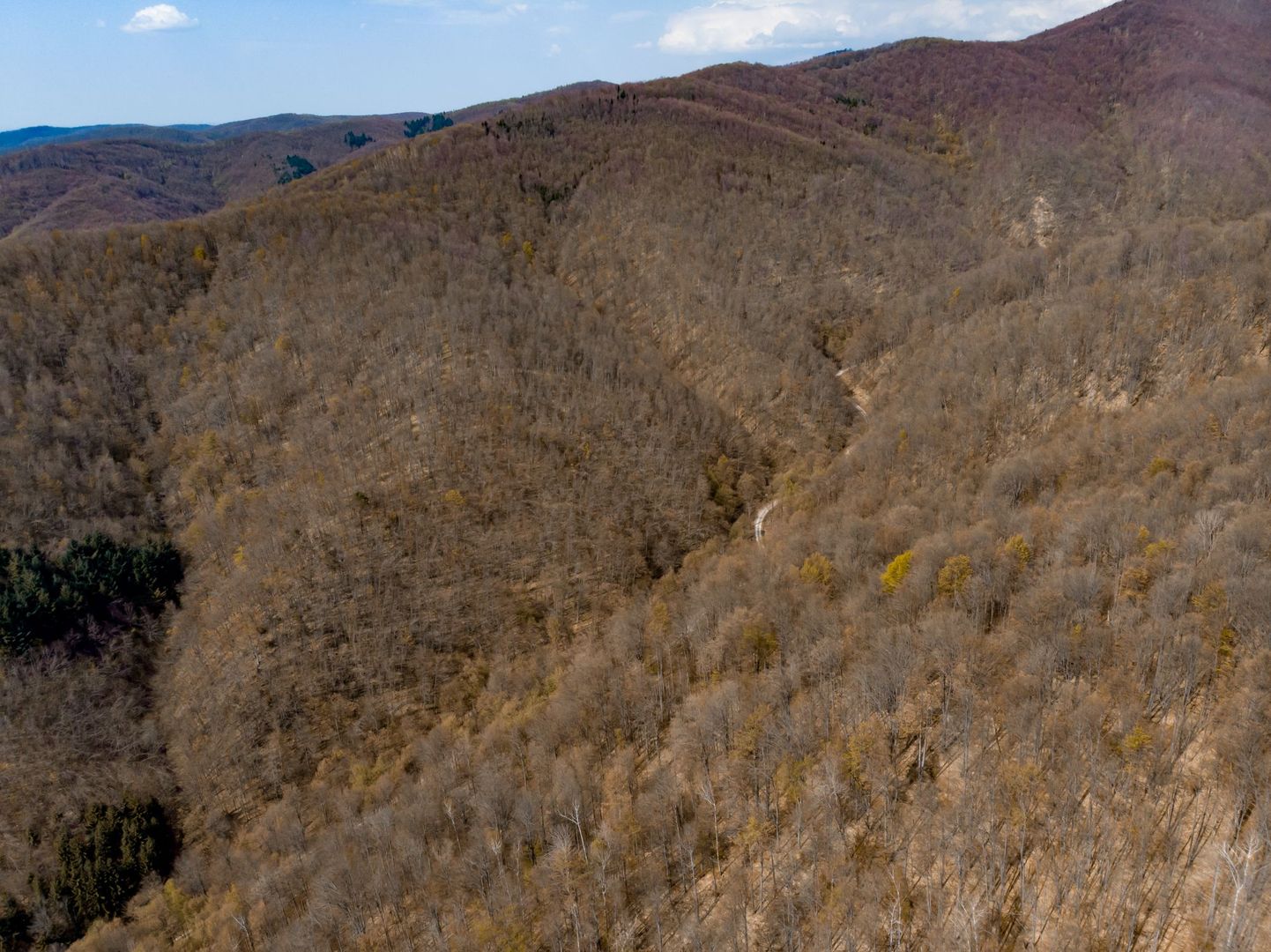 Pădure fag 51 ha în Petriș - Poză 4