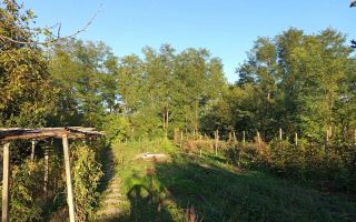 Casă de vânzare în Târgu Frumos, cu anexe și teren generos - Poză 2