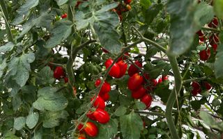 Complex agroindustrial de închiriat | Sere 3.300 mp - Poză 6