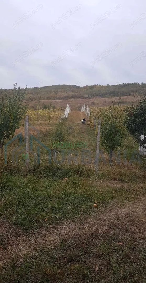 Teren intravilan - Poză 3