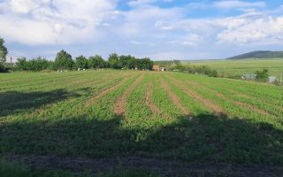 # intravilan în Țigănași la strada principală - Poză 6