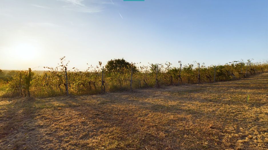 Spațiu comercial - Crama Pivnițele Birăuaș - Poză 25