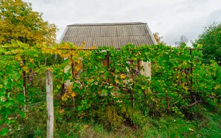 Lot pomicol de 6 ari în Ialoveni, cu construcție auxiliară. - Poză 12