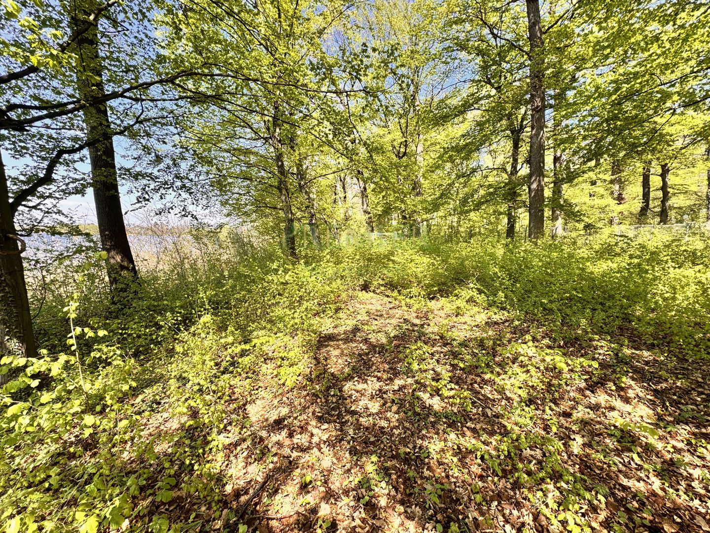 TEREN 7000 MP| DESCHIDERE 40 ML | INTRAVILAN-PADURE | POT 5% | TEREN UNIC | - Poză 5