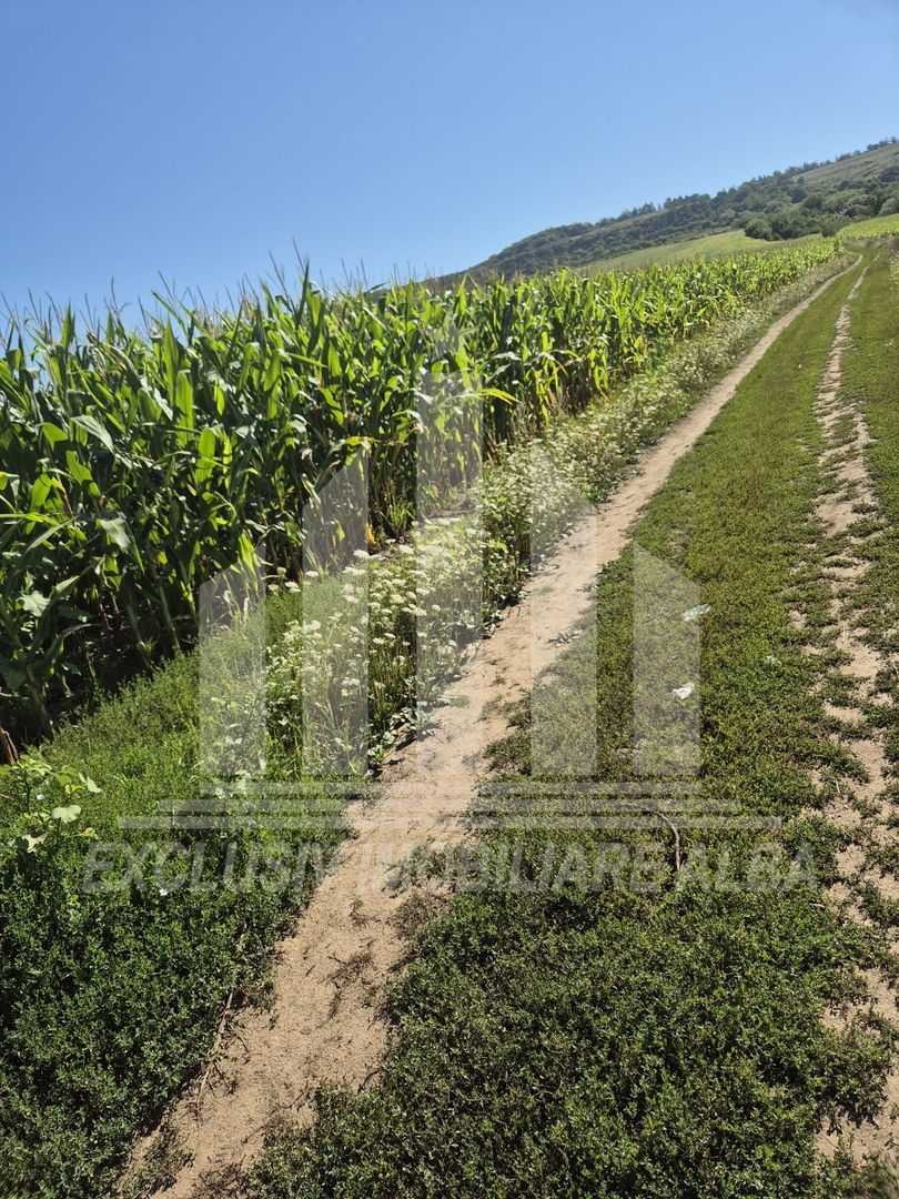 Teren agricol | aprox 197 Ha mp | jud. Mures - Poză 2
