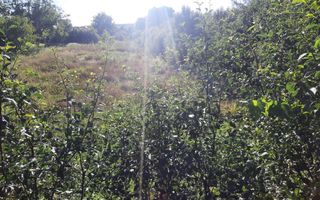 Exclusivitate! Casa în Zona Dâmbul Rotund, 3046mp teren. - Poză 4