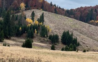 Agentia Licarom propune la vanzare teren 2,83 ha Poiana  Brasov