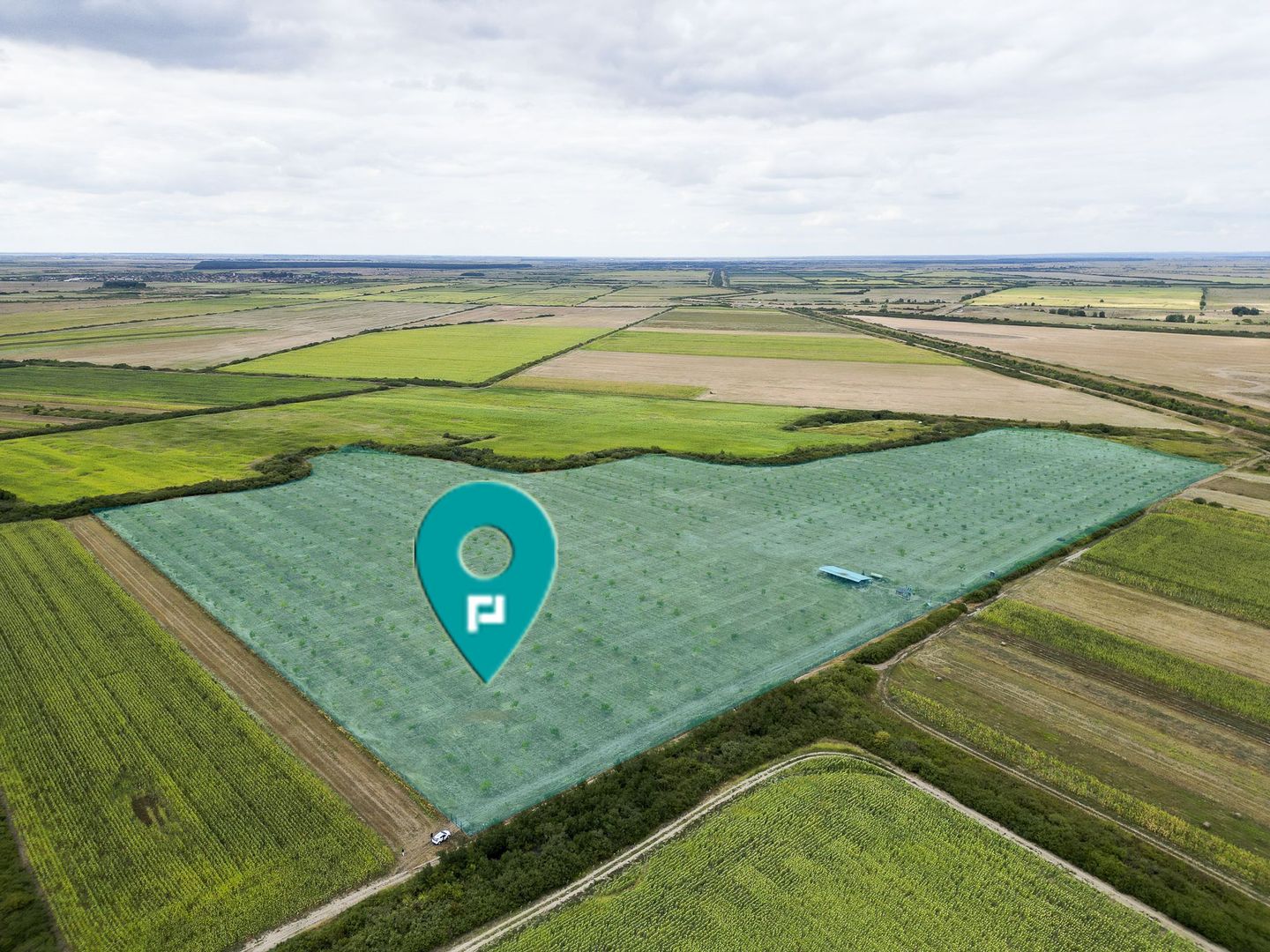 Livadă BIO de nuci de vânzare lângă Cermei - Poză 1